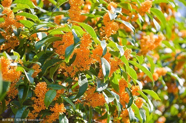 【桂花酱炒锅】桂花酱料炒锅、桂花酱炒锅厂家